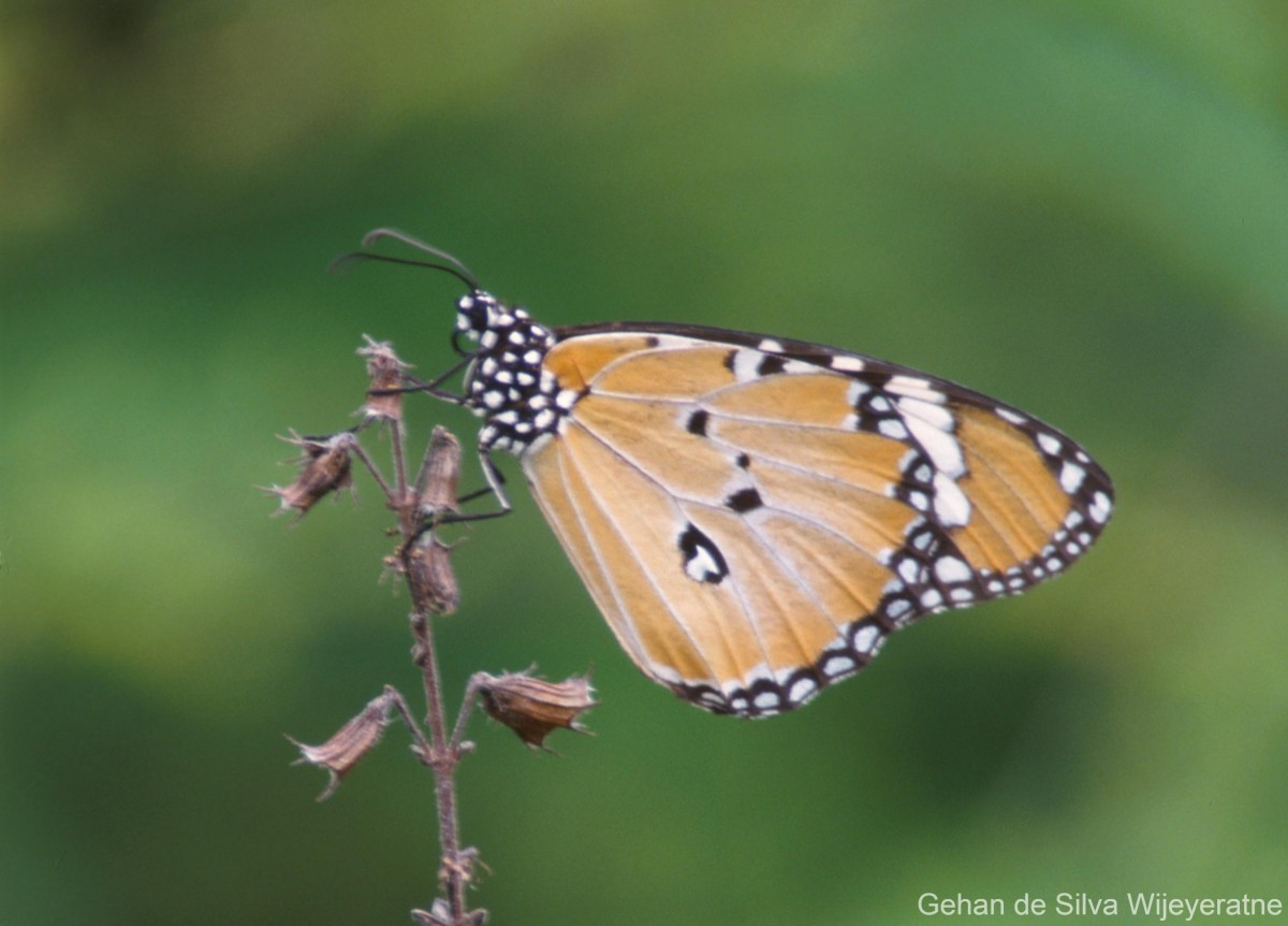 Danaus chrysippus Linnaeus, 1758